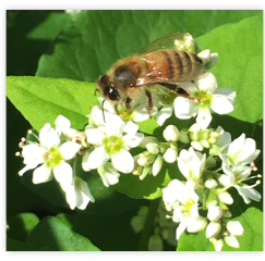 Western honeybee (Apis mellifera)