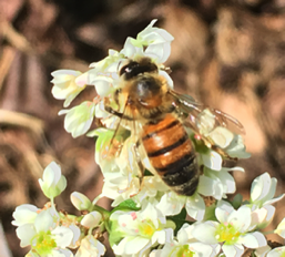 Honeybee pollinating buckwheat