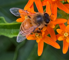Italian honey bee on butterfly weed.
