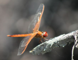 Dragonfly - Orange Flame Skinner