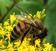 Italian Honeybee on Blazing Star
