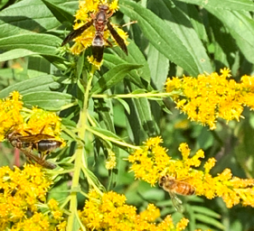Italian Honeybee and Wasps on Goldenrod