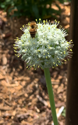 Italian Honeybee on Onion Flower