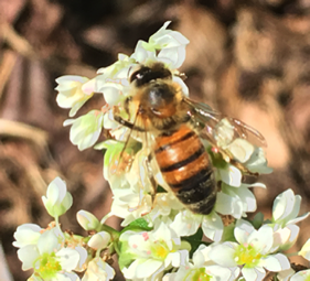 Italian Honeybee on Buckwheat