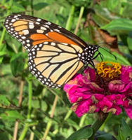 Monarch Butterfly on Zinna