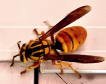 Southern Yellow Jacket - Queen