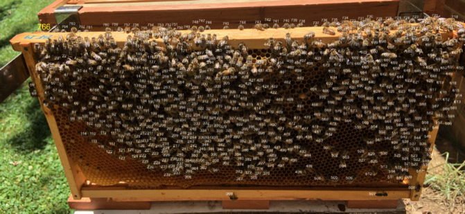 Healthy frame of brood and nurse honeybees